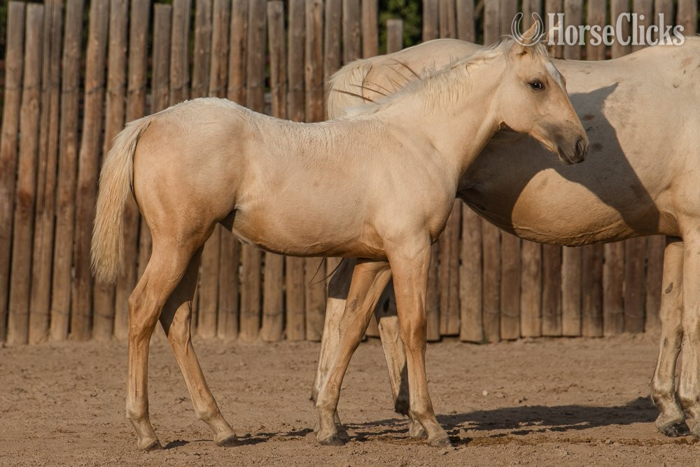 Kansas "Siouxs Boon" Palomino Filly Quarter Horse