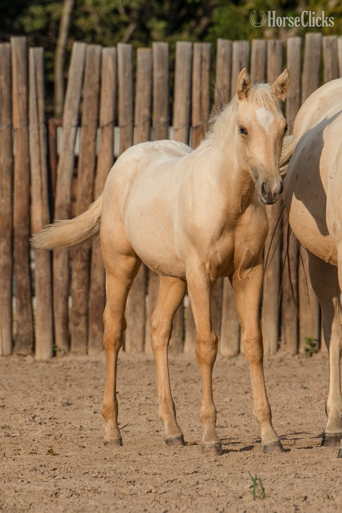 "Siouxs Boon" Palomino Filly Quarter Horse - Quarter Horse in Kansas