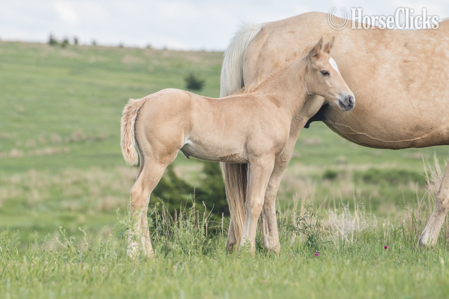 "Siouxs Boon" Palomino Filly Quarter Horse - Quarter Horse