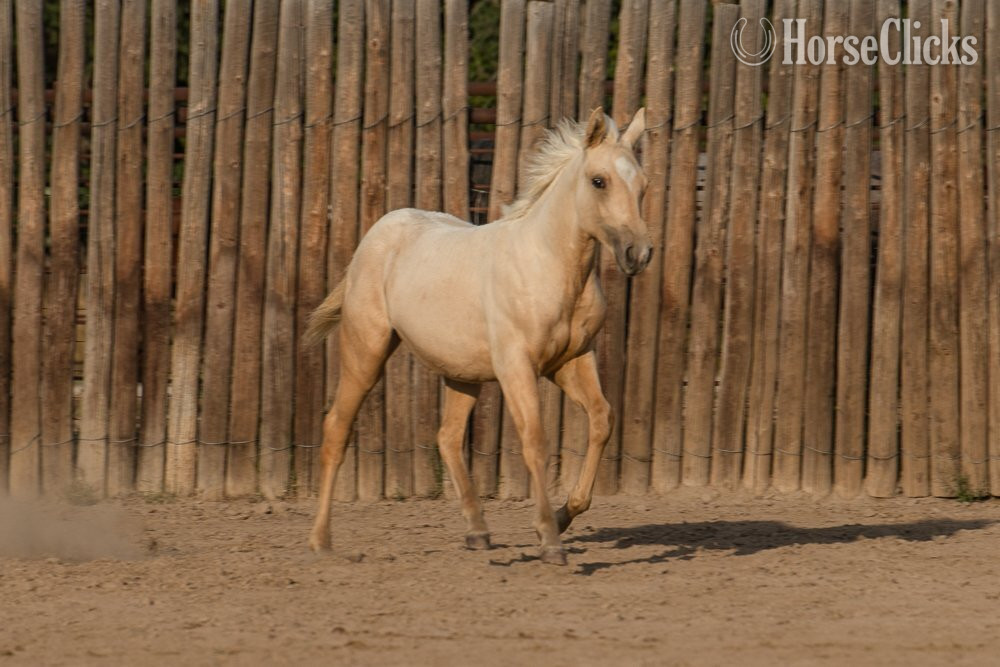 "Siouxs Boon" Palomino Filly Quarter Horse Kansas