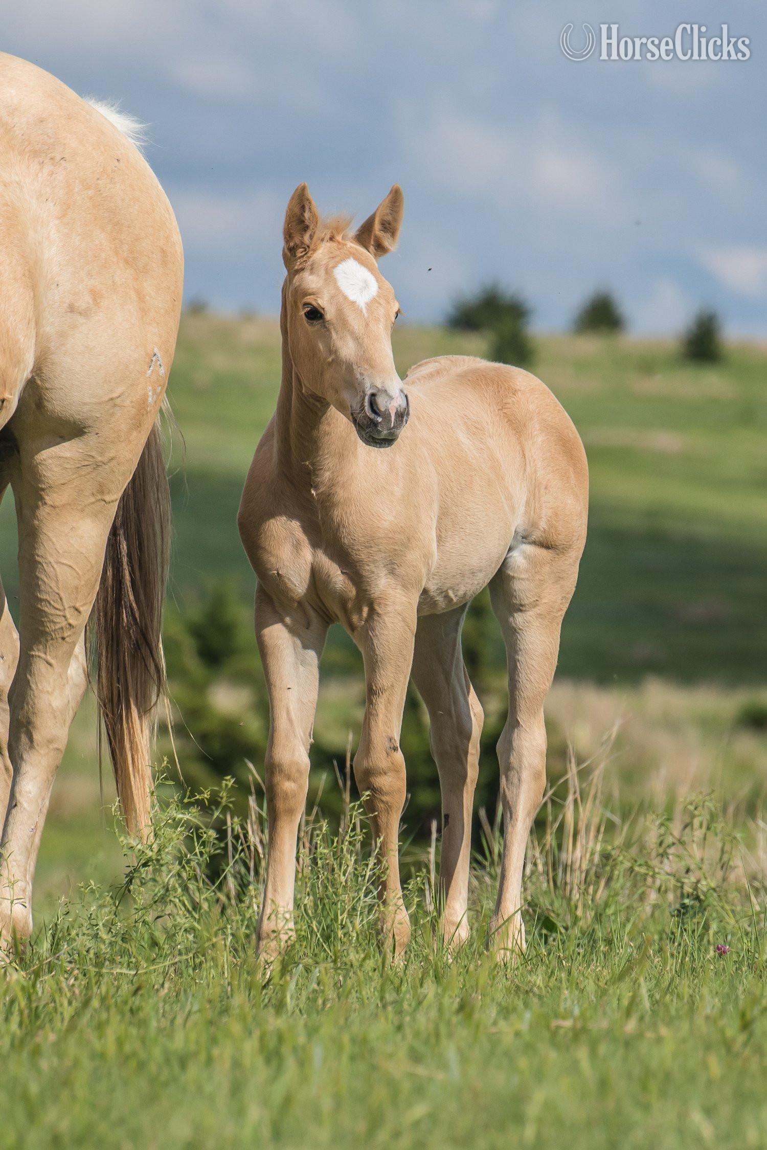 Quarter Horse - "Siouxs Boon" Palomino Filly Quarter Horse in Kansas