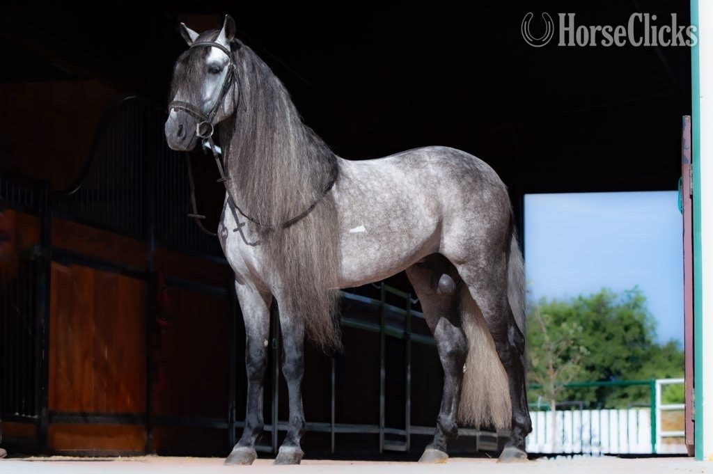 Grey 15.1hh Andalusian Stallion in Texas
