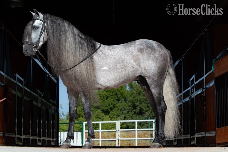 Texas Grey 15.1hh Andalusian Stallion