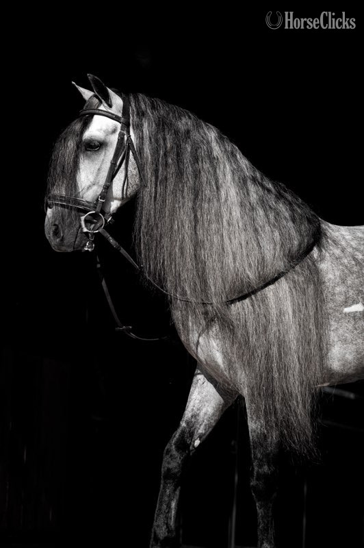 Grey 15.1hh Andalusian Stallion - Andalusian
