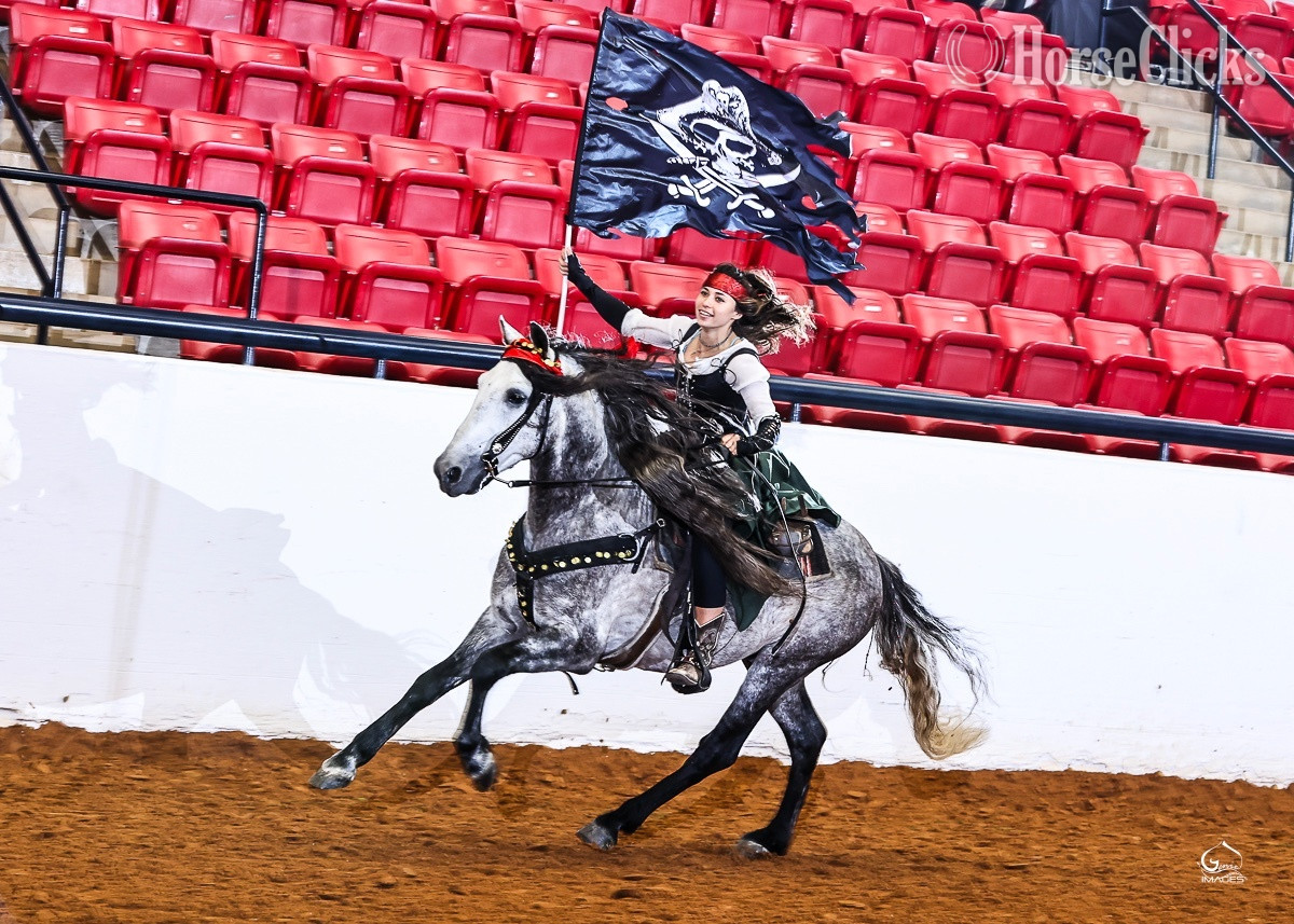 Grey 15.1hh Andalusian Stallion Texas