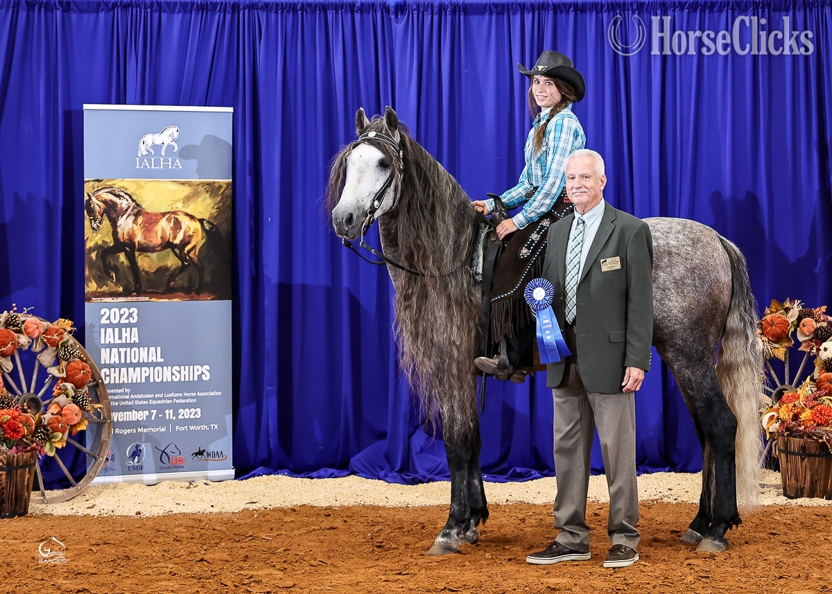 Andalusian - Grey 15.1hh Andalusian Stallion