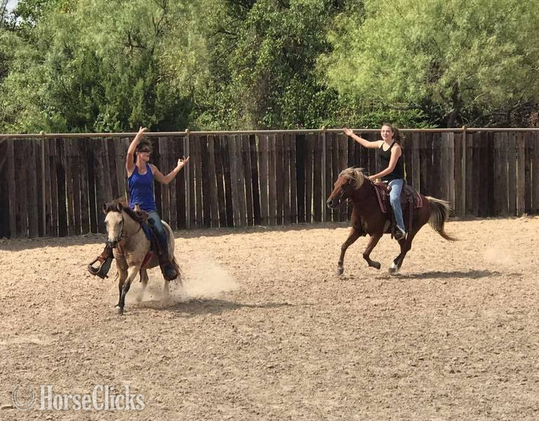 "Albert " Bay Gelding Pony - Pony in Texas