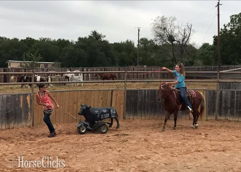 "Albert " Bay Gelding Pony Texas