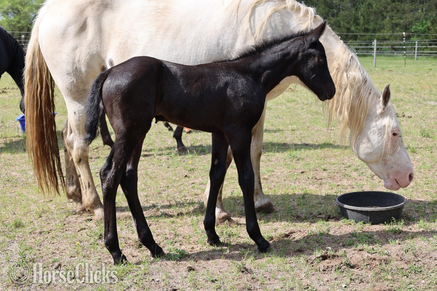 "RZA Imnaha Wildfire" Black Filly Appaloosa