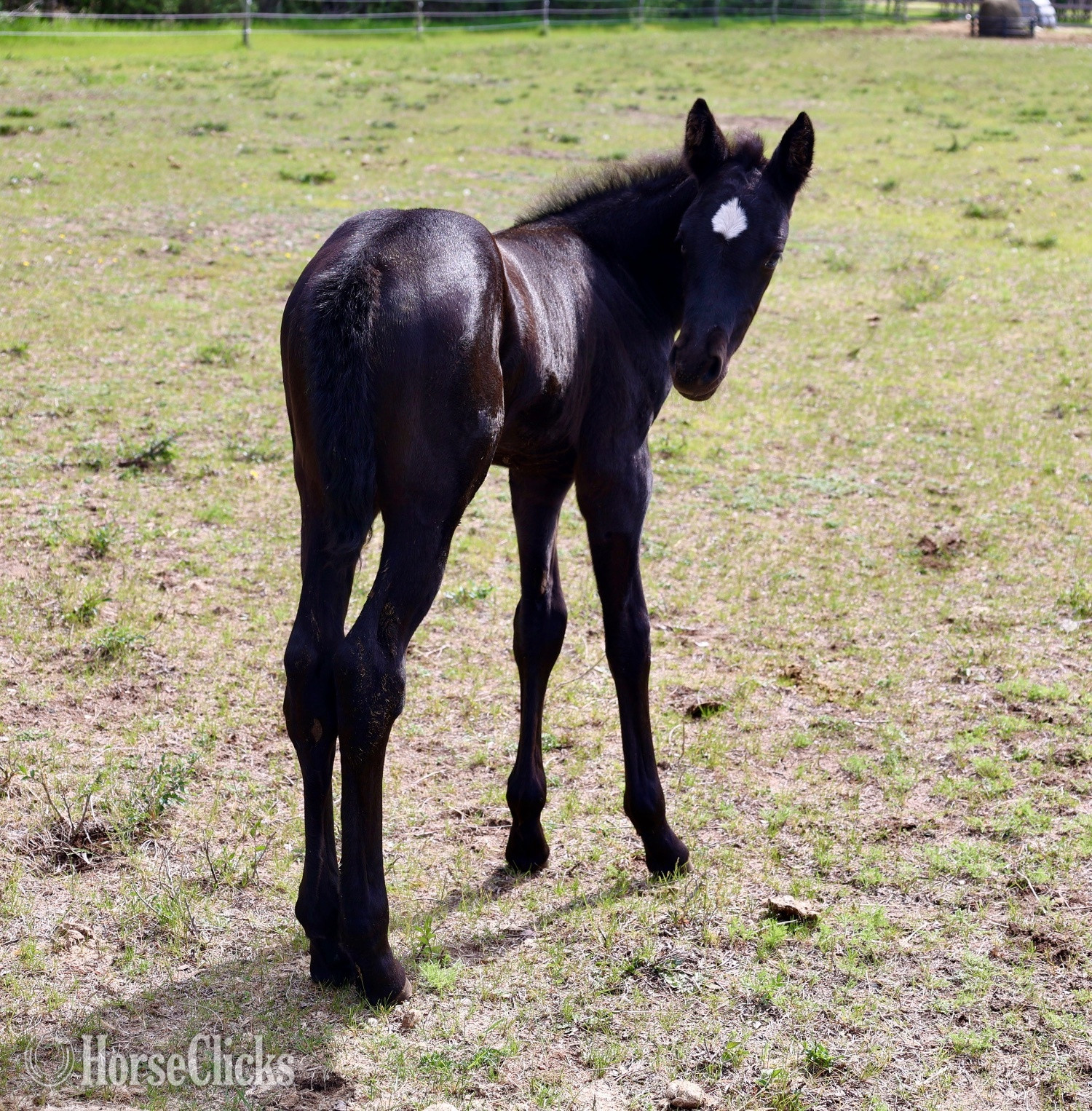 "RZA Imnaha Wildfire" Black Filly Appaloosa - Appaloosa in Minnesota