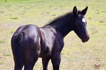 "RZA Imnaha Wildfire" Black Filly Appaloosa
