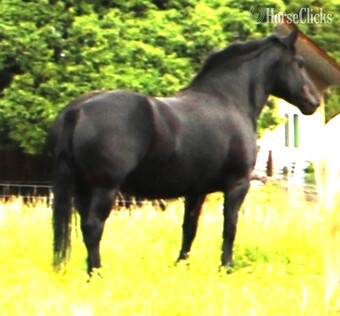 "Sally Jewel" Black Mare Percheron