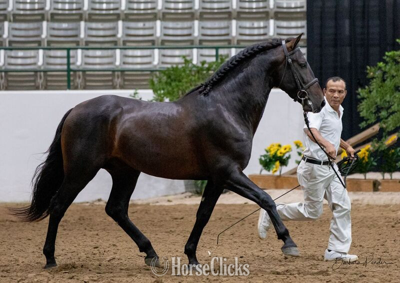 "At stud, 9X National Champion Black Bay " Bay Stallion Andalusian in Texas