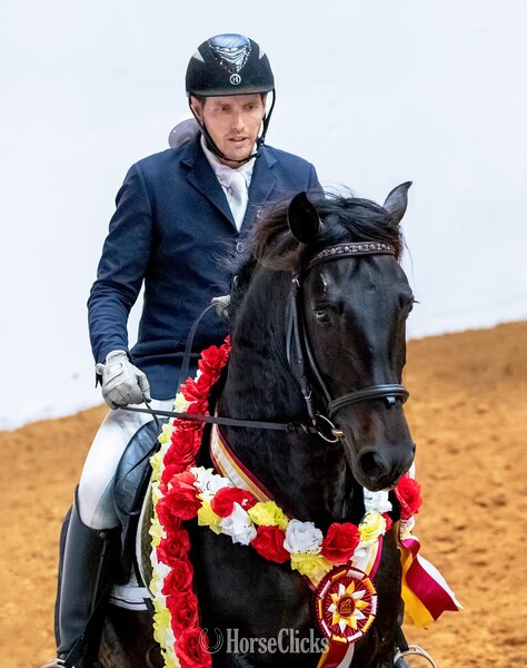 "At stud, 9X National Champion Black Bay " Bay Stallion Andalusian