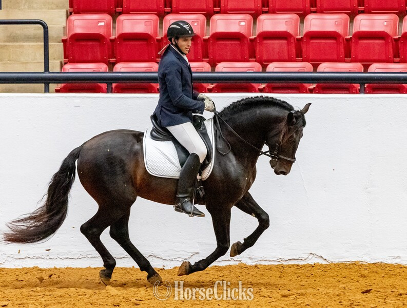 Texas "At stud, 9X National Champion Black Bay " Bay Stallion Andalusian
