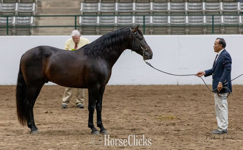 "At stud, 9X National Champion Black Bay " Bay Stallion Andalusian - Andalusian in Texas