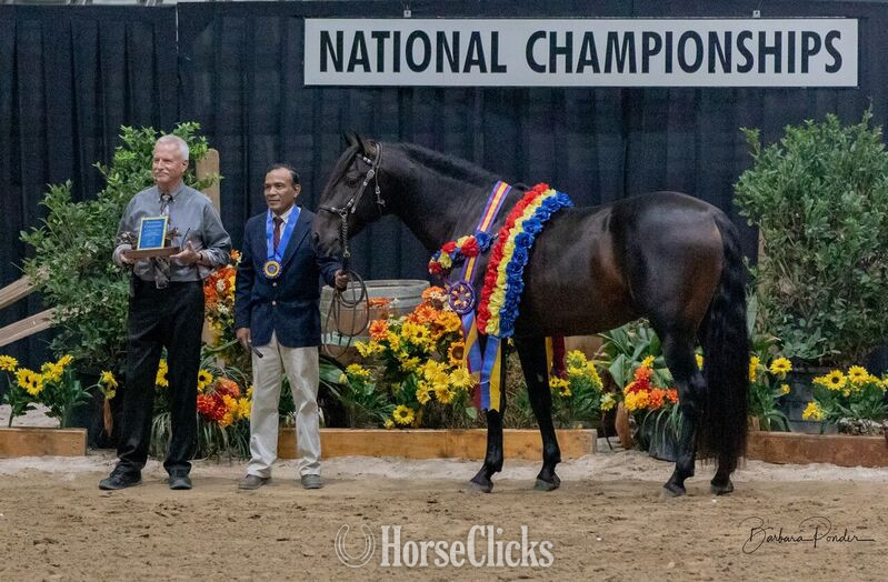 "At stud, 9X National Champion Black Bay " Bay Stallion Andalusian - Andalusian
