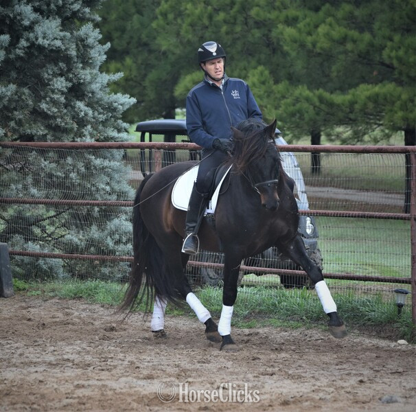 "At stud, 9X National Champion Black Bay " Bay Stallion Andalusian Texas