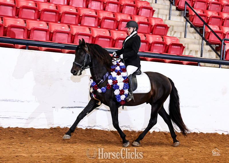 Andalusian - "At stud, 9X National Champion Black Bay " Bay Stallion Andalusian in Texas