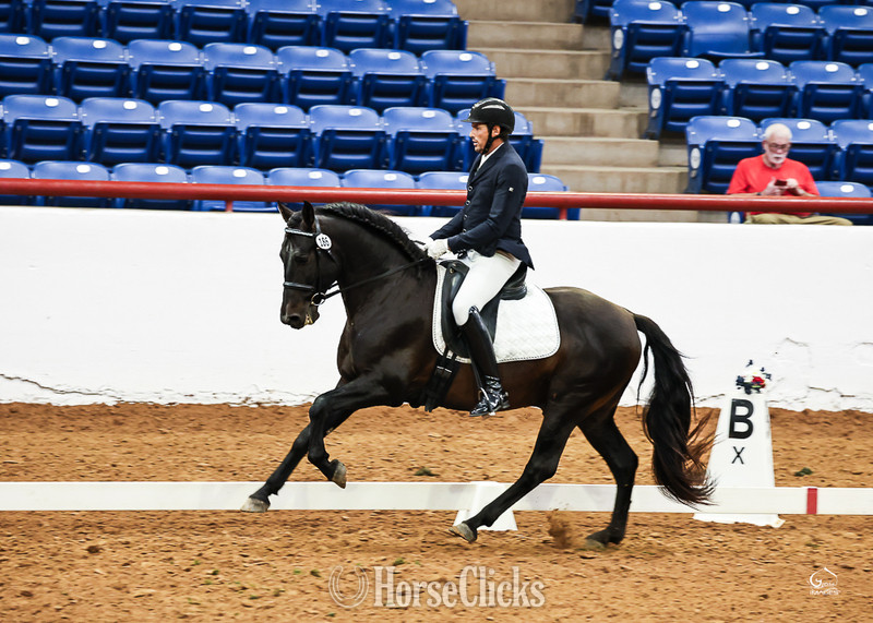 Andalusian - "At stud, 9X National Champion Black Bay " Bay Stallion Andalusian