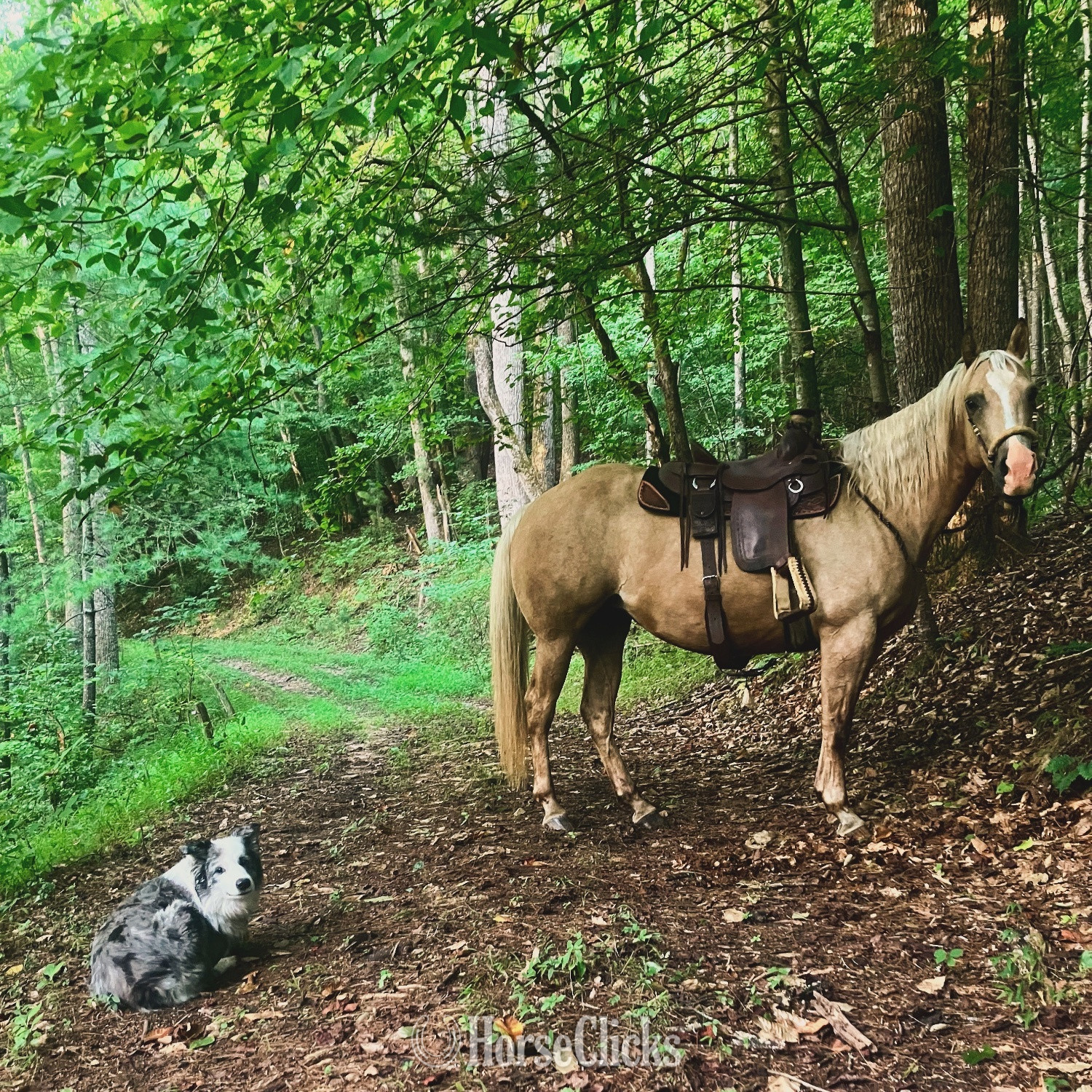 Quarter Horse - "Nugget" Palomino Mare Quarter Horse in North Carolina