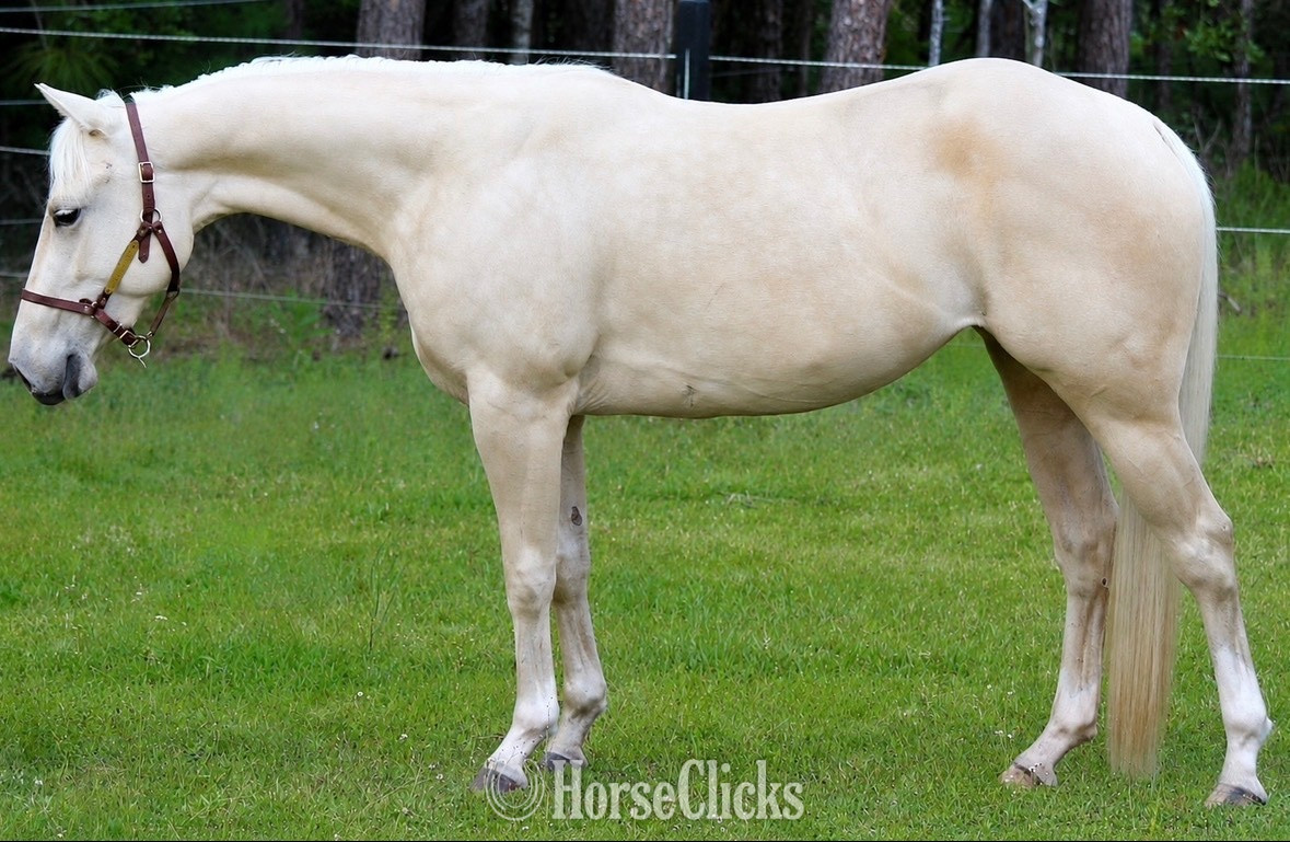 "Lenas Smart Blonde " Palomino Mare Quarter Horse in Florida