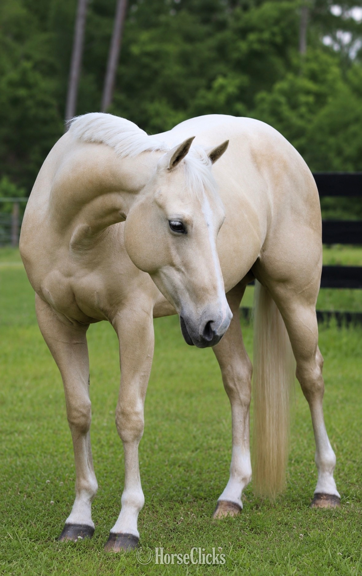"Lenas Smart Blonde " Palomino Mare Quarter Horse