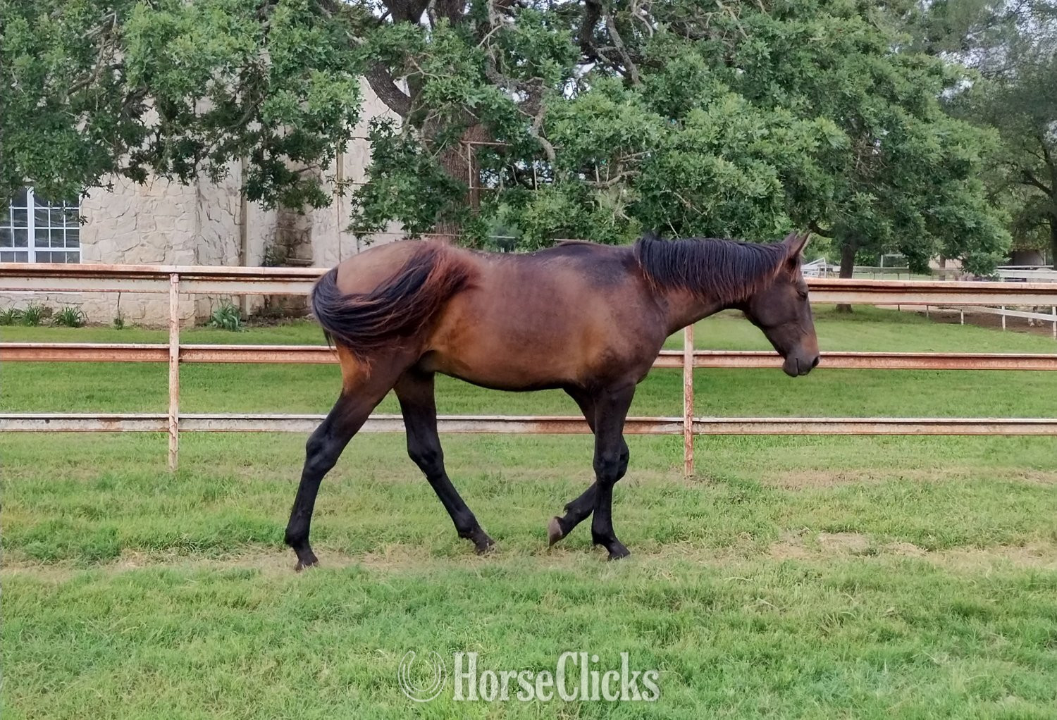 "Mateo Cortés" Bay Colt Andalusian in Texas