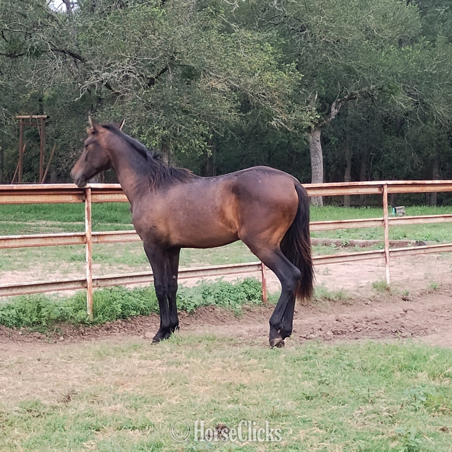 "Mateo Cortés" Bay Colt Andalusian