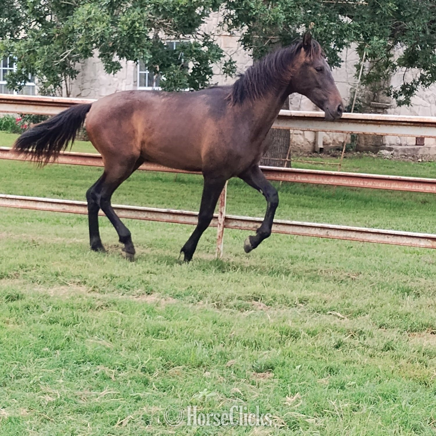 Texas "Mateo Cortés" Bay Colt Andalusian