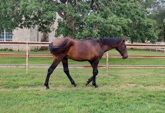 "Mateo Cortés" Bay Colt Andalusian