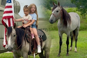 "Mouse" Grey Gelding Missouri Fox Trotter