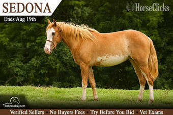 "Sedona" Strawberry Roan Mare Paint