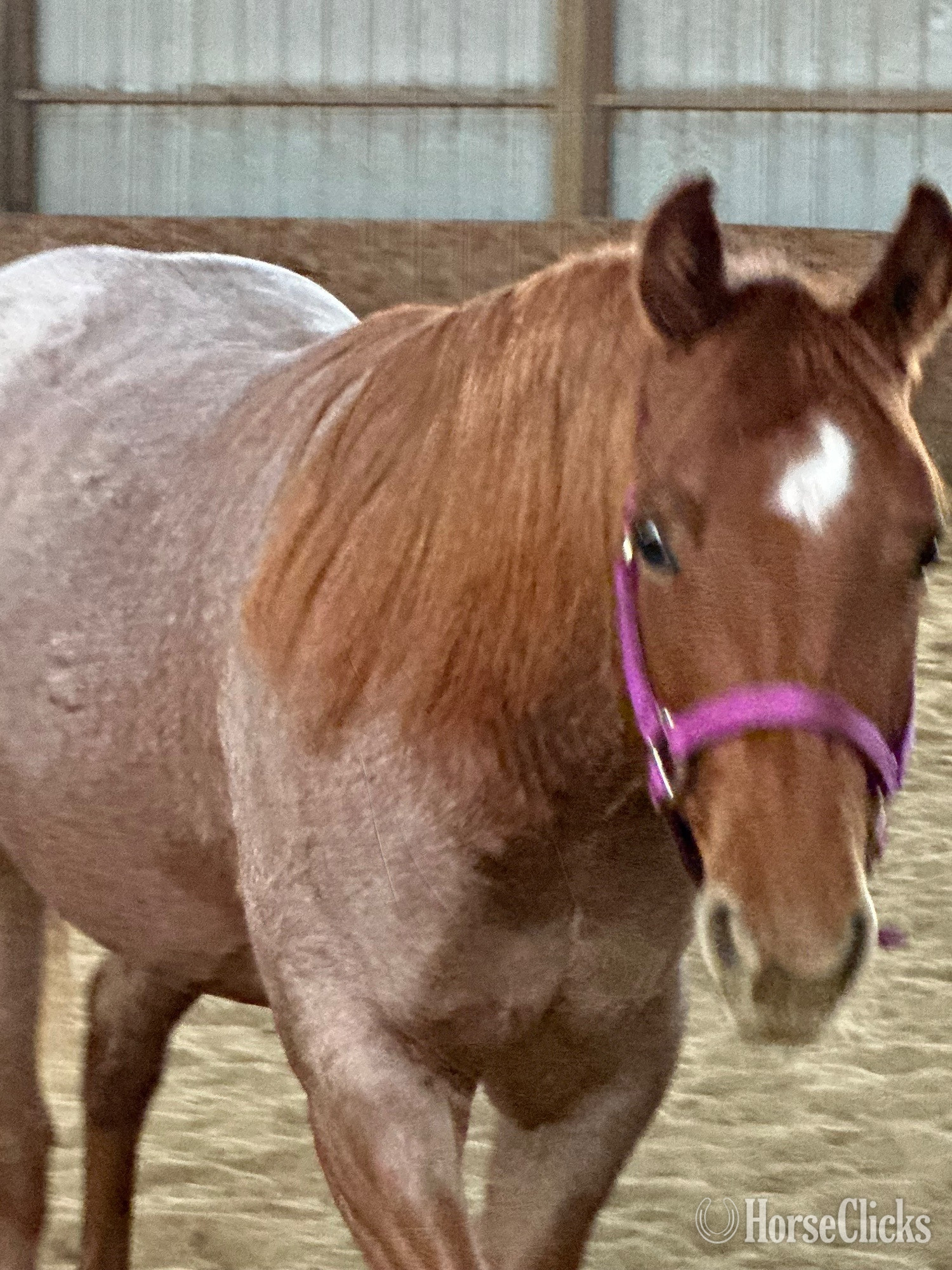 "Shesa Tinseltown Cat" Red Roan Mare Quarter Horse in New Hampshire