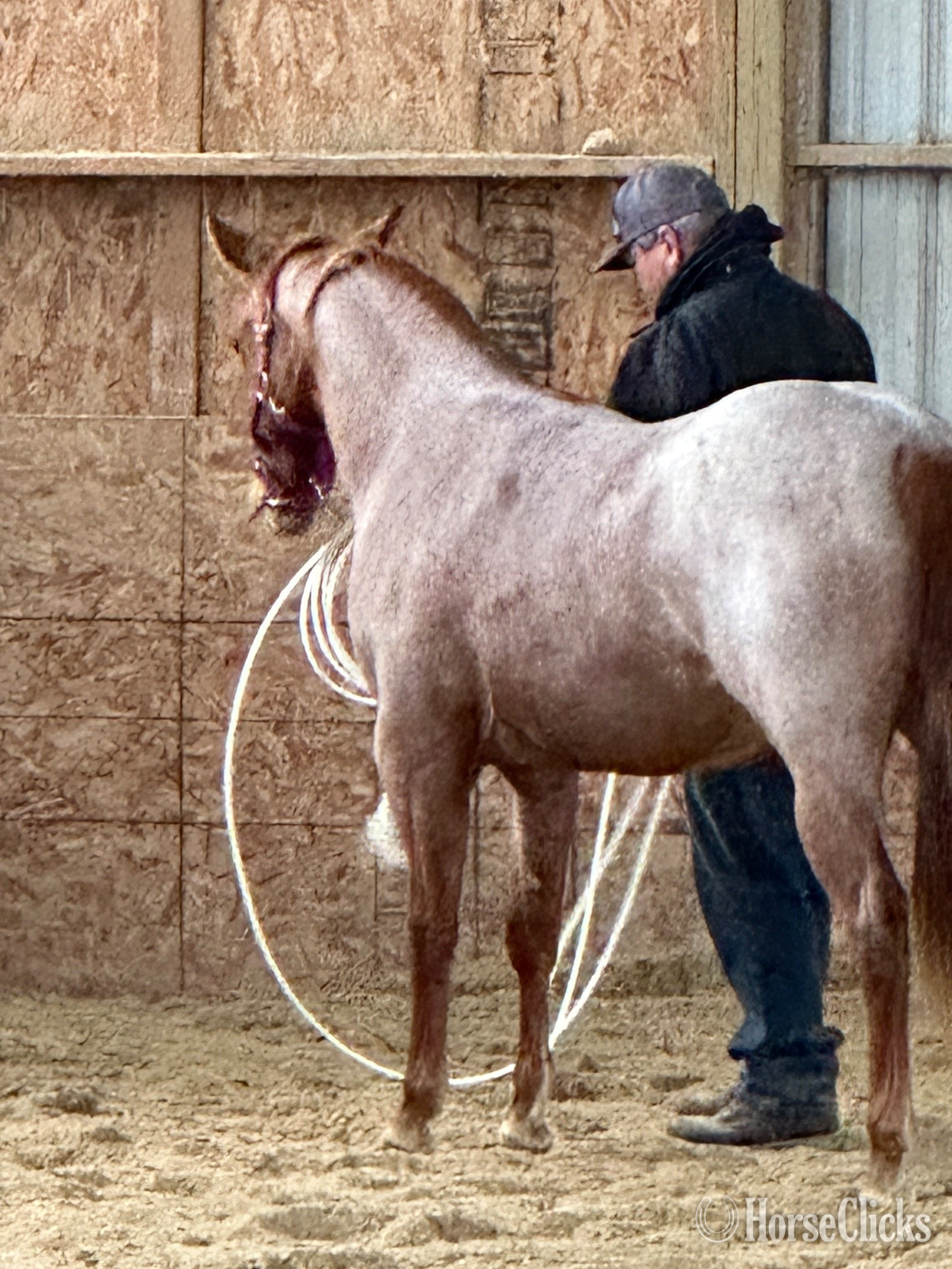 "Shesa Tinseltown Cat" Red Roan Mare Quarter Horse