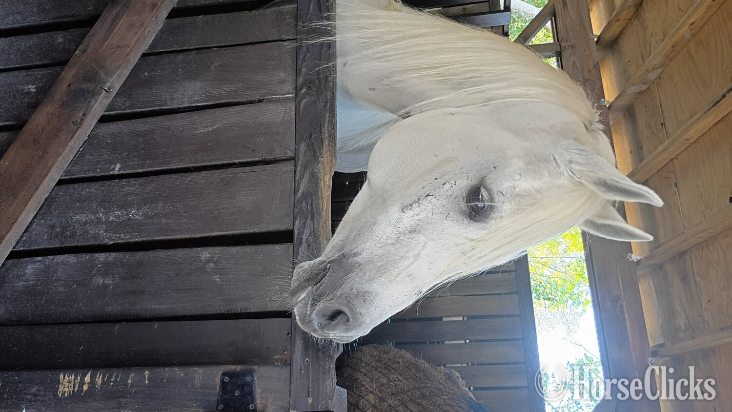"Jagger" White Gelding Arabian in Florida