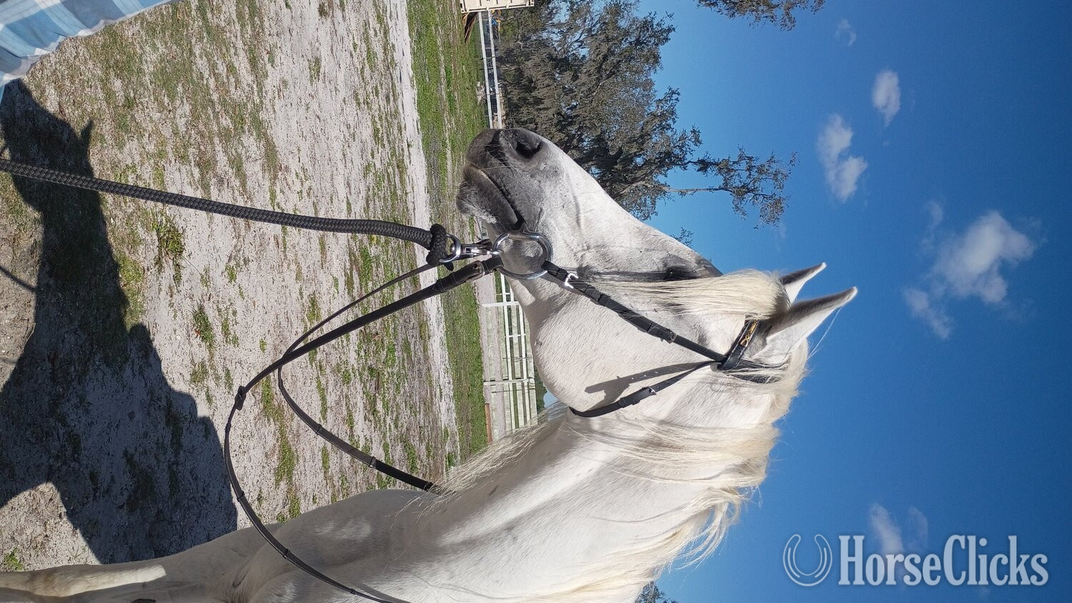 "Jagger" White Gelding Arabian
