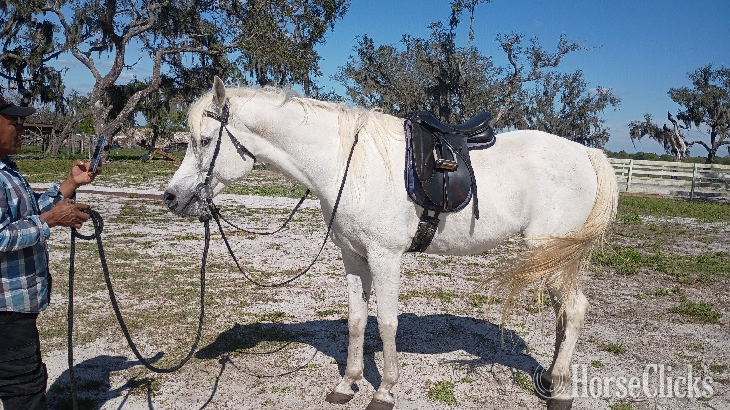 Florida "Jagger" White Gelding Arabian
