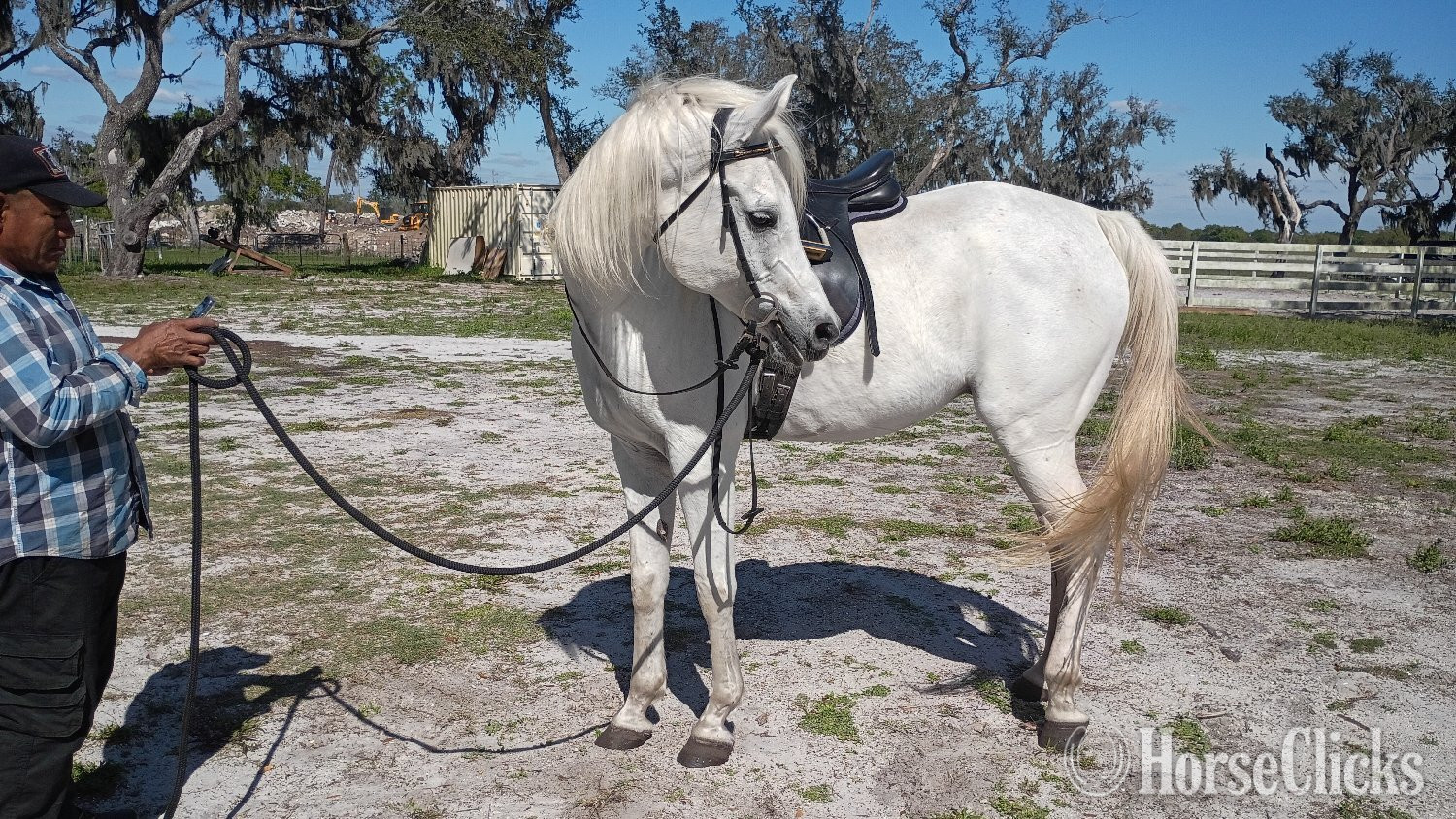 "Jagger" White Gelding Arabian - Arabian in Florida