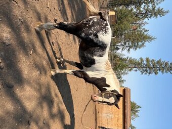 "MC Sheza Majestic Dream (Maybelle)" Pinto Mare Gypsy Vanner