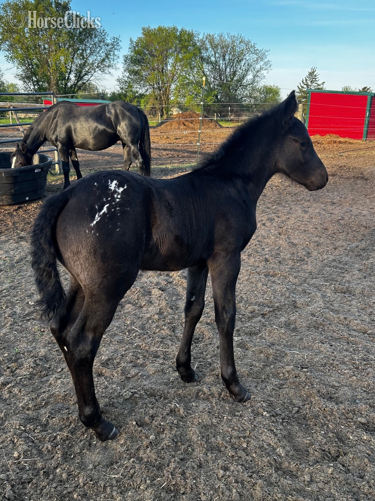 "RZA DAMASCUS NIGHTSTORM" Black Colt Appaloosa in Minnesota