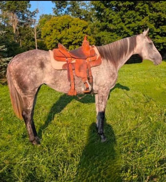 "Nova" Grey Mare Quarter Horse