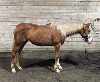 "Rayne" Sorrel Mare Quarter Horse