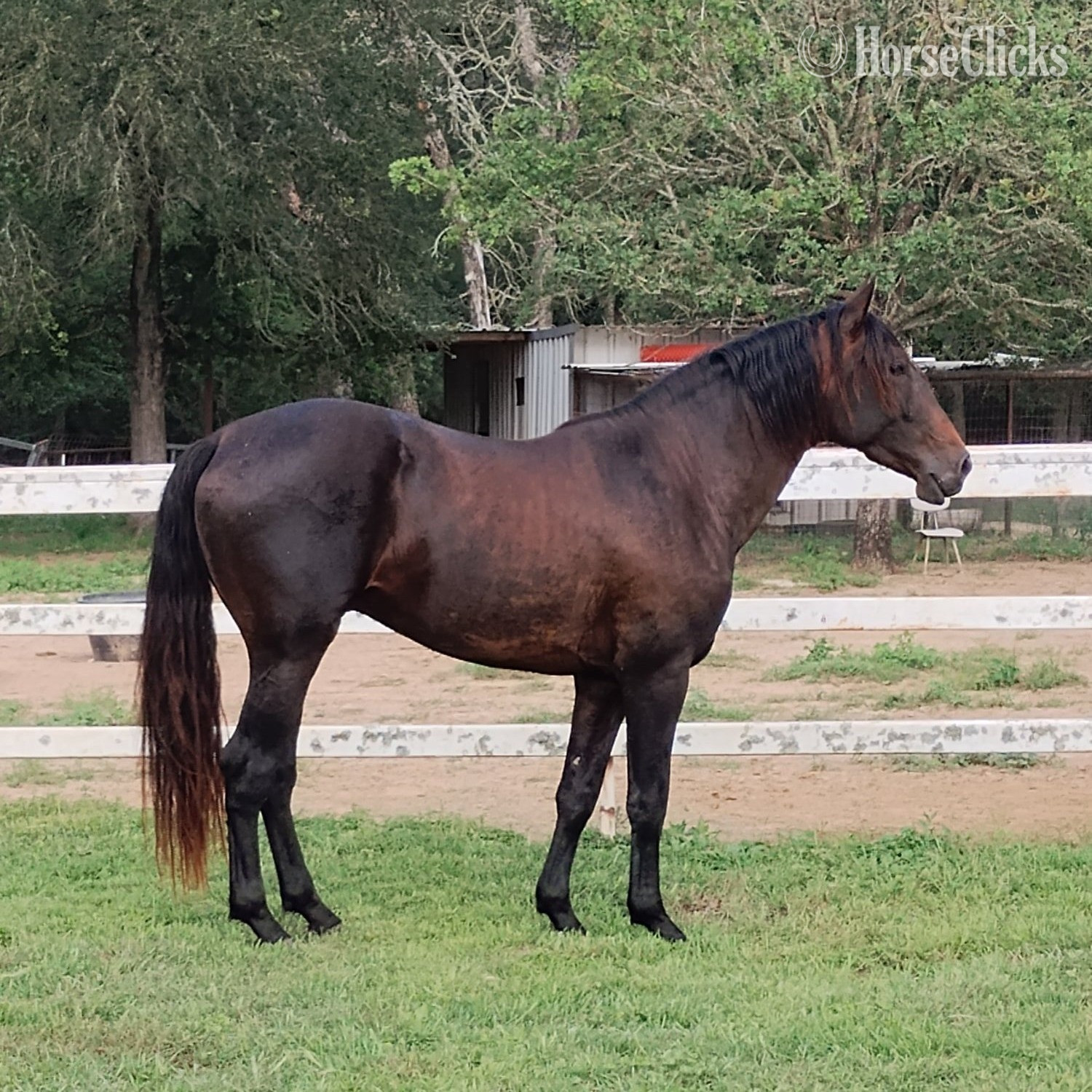 "Soñador del Sol" Bay Stallion Andalusian in Texas