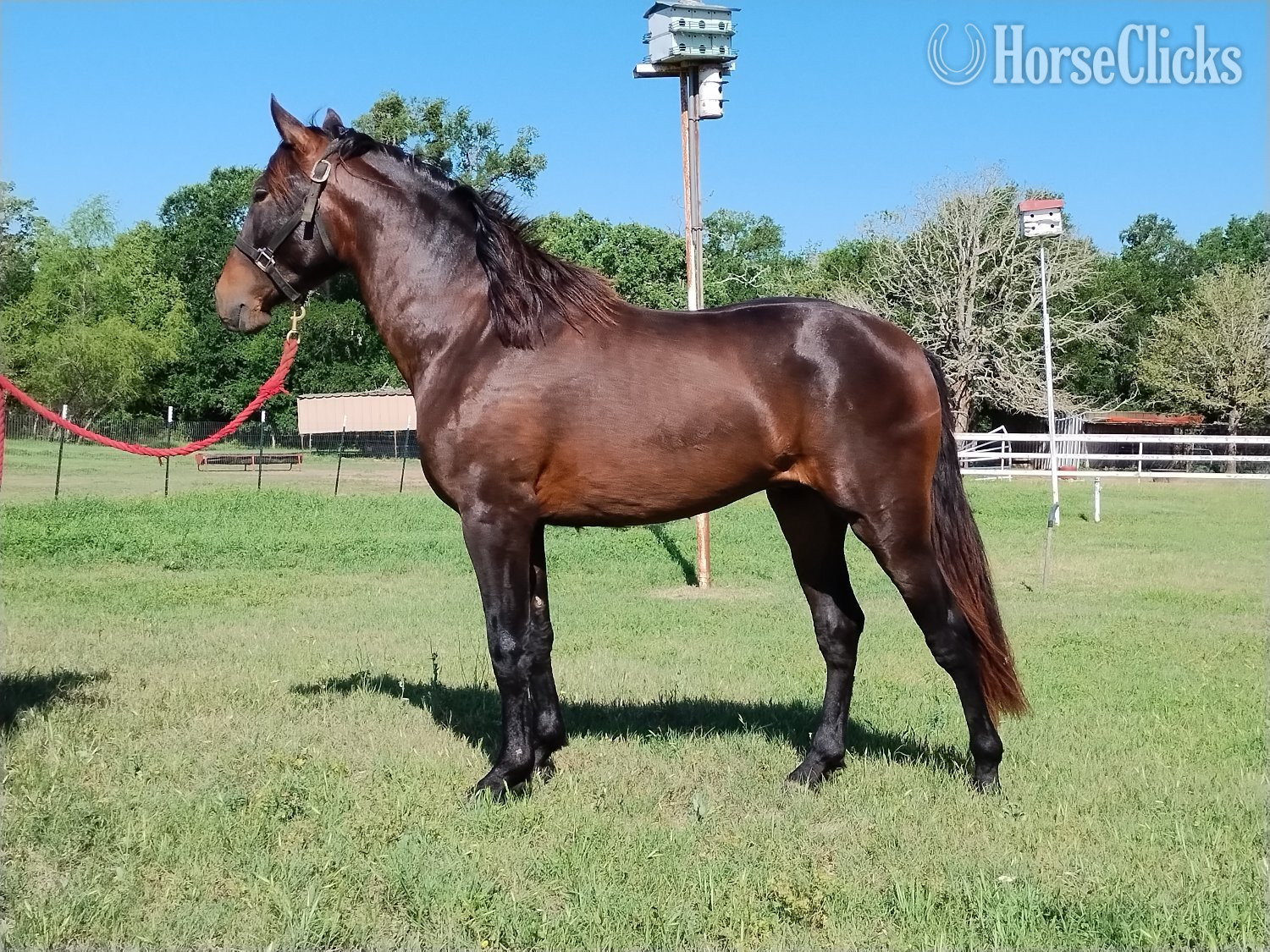 "Soñador del Sol" Bay Stallion Andalusian