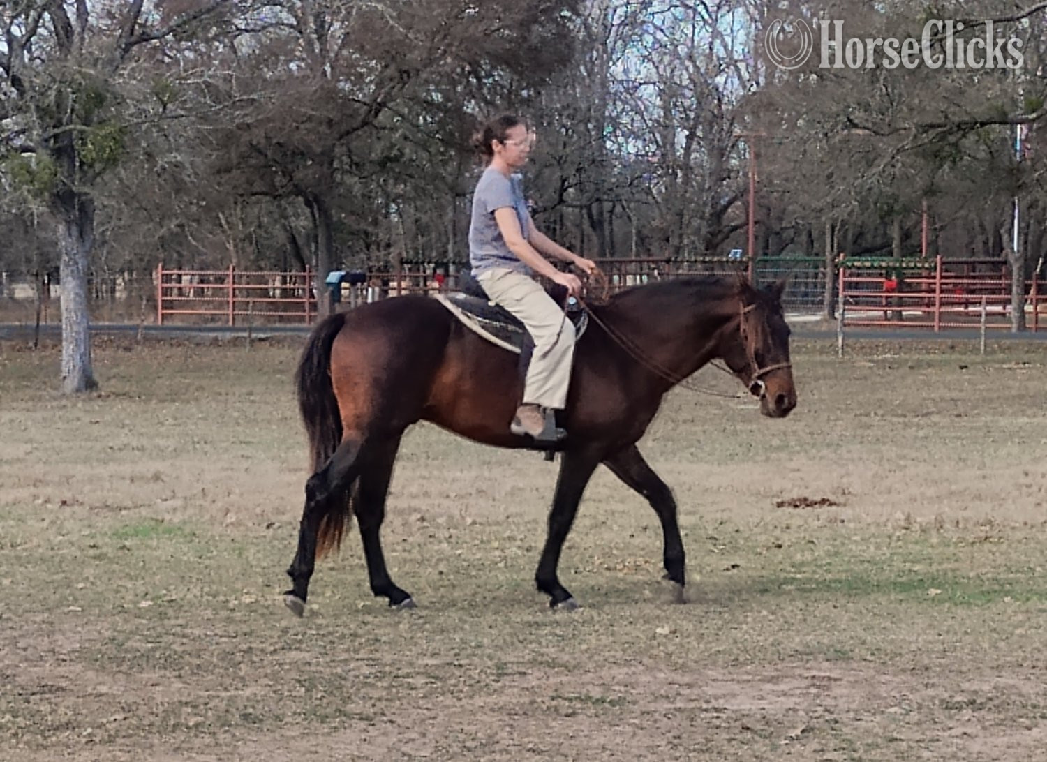 Texas "Soñador del Sol" Bay Stallion Andalusian