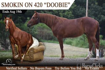 "Doobie" Chestnut Gelding Quarter Horse