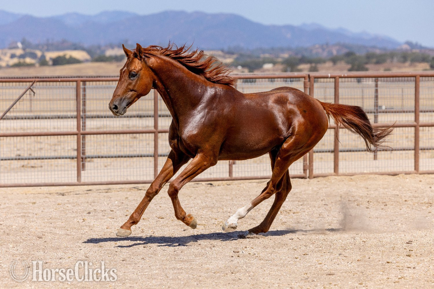 "Infinite Experience" Chestnut Stallion Thoroughbred in California