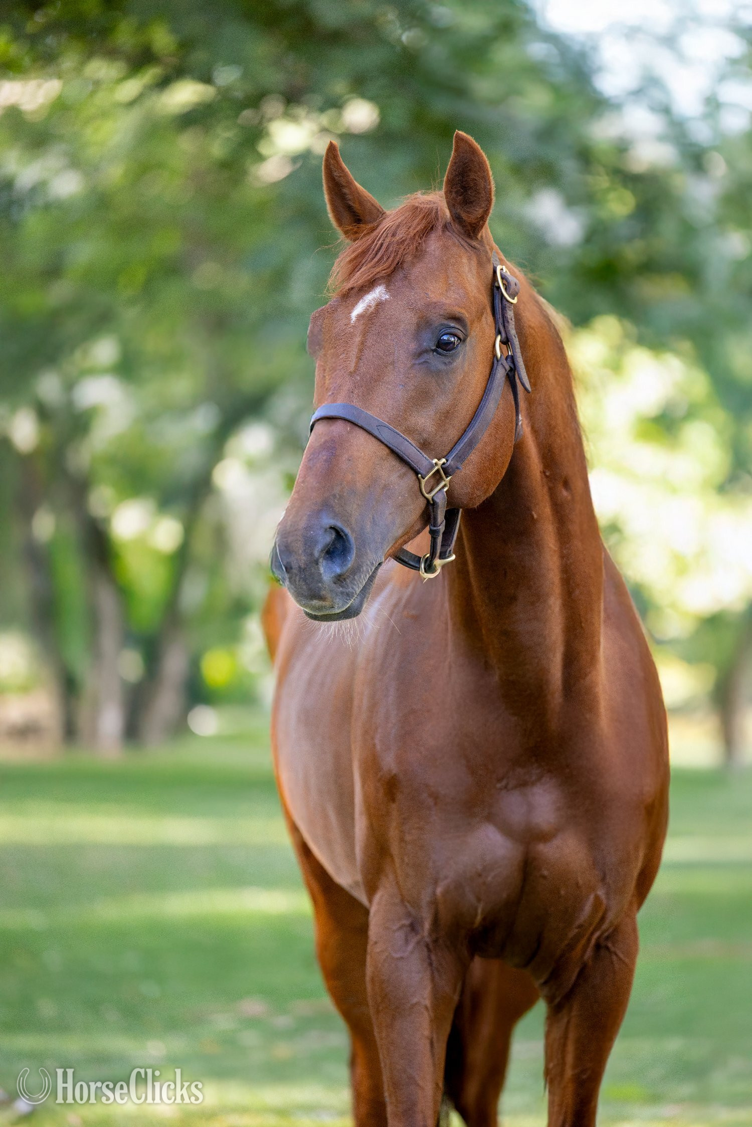 "Infinite Experience" Chestnut Stallion Thoroughbred
