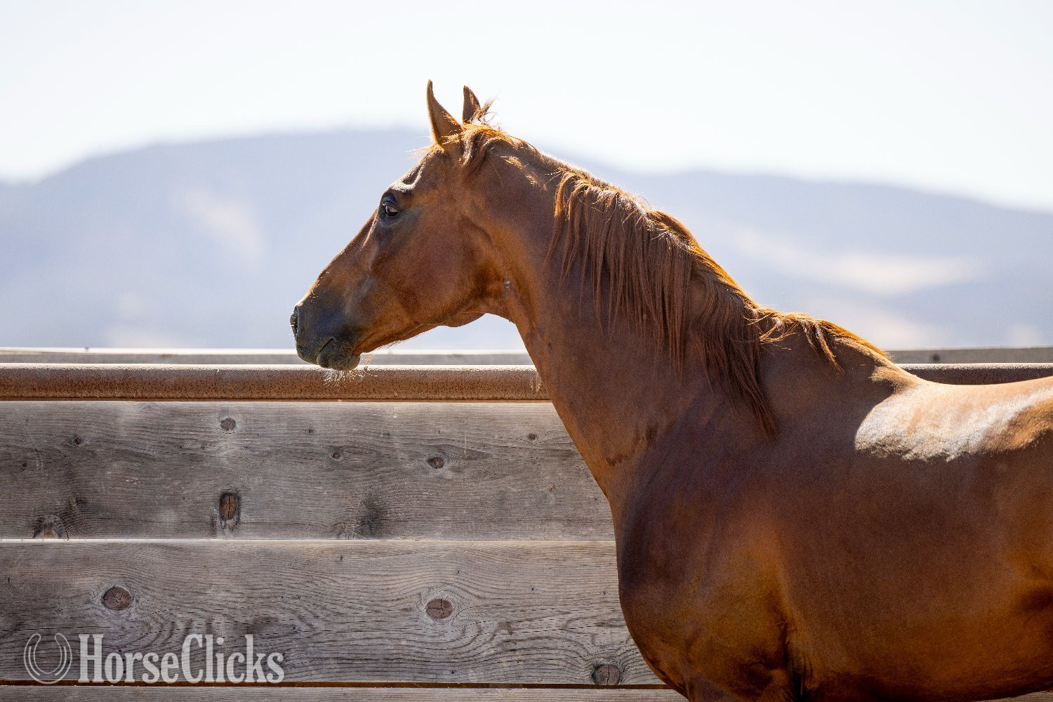 California "Infinite Experience" Chestnut Stallion Thoroughbred